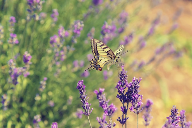 Florescendo campo de lavanda. Borboleta em flores.