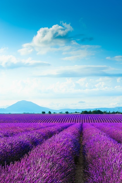 Florescendo campos de lavanda e o céu azul em Provence França