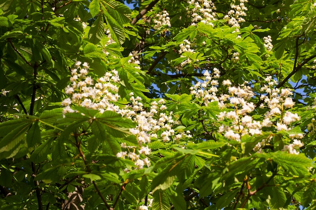 Florescendo castanha com flores em forma de vela no fundo das folhas verdes de uma árvore na primavera