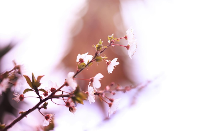 Florescendo cerejeiras em fundo de primavera primavera