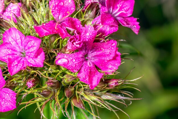 Florescendo cravo turco Dianthus barbatus