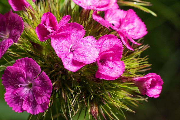 Florescendo cravo turco dianthus barbatus