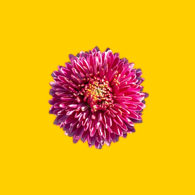 Florescendo crisântemo roxo em um fundo amarelo Belo elemento floral