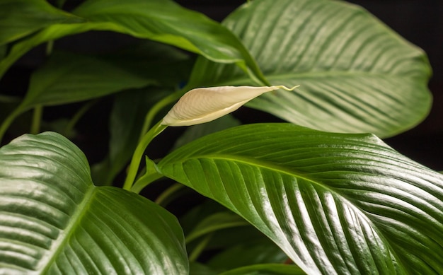 Florescendo delicadas flores em botão de spathiphyllum wallisii