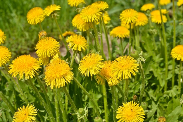 Florescendo dentes-de-leão amarelos no prado de primavera