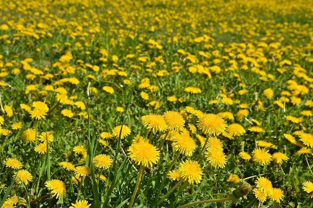 Florescendo dentes-de-leão amarelos no prado de primavera