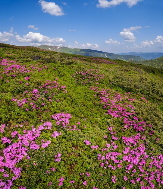 Florescendo encostas rododendros das montanhas dos Cárpatos