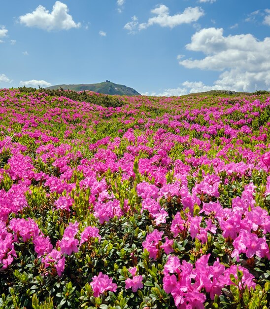 Florescendo encostas rododendros dos Cárpatos