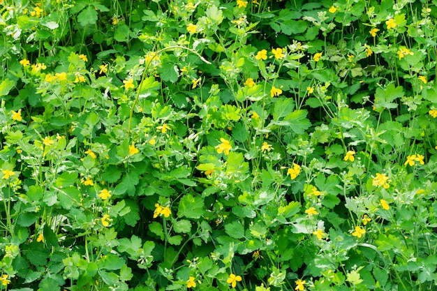 Florescendo ervas medicinais de celidônia