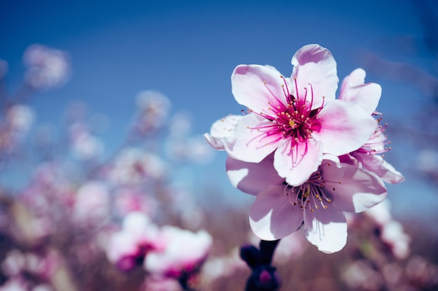 Florescendo flor de pêssego rosa com fundo desfocado