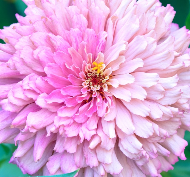 Florescendo flor rosa Zinnia no jardim em um dia de verão