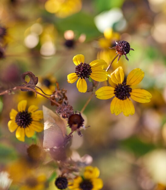 Florescendo flores amarelas rudbeckia triloba, vista superior