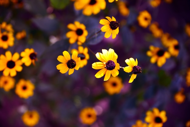 Florescendo flores amarelas Rudbeckia triloba