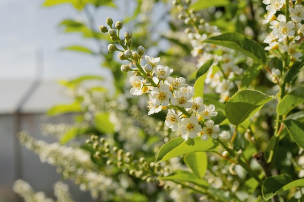 Florescendo flores brancas em uma árvore em um dia ensolarado