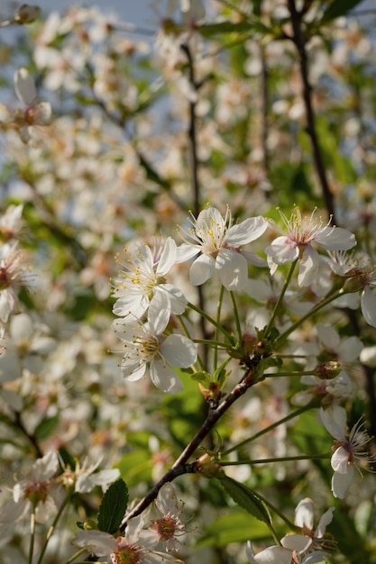 Florescendo flores brancas em uma árvore em um dia ensolarado