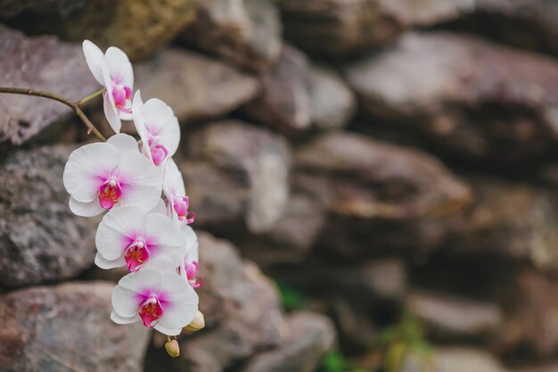 Florescendo flores da orquídea branca na parede borrada