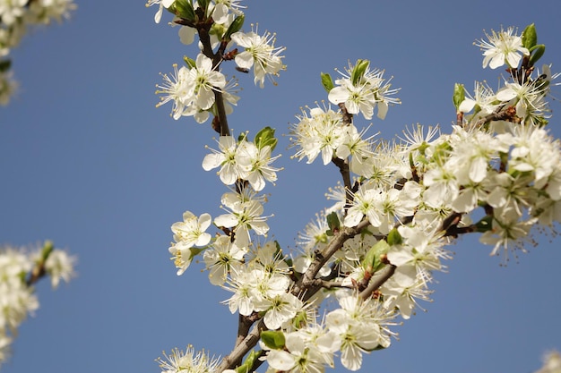 Florescendo flores de ameixa de cereja branca em um fundo azul de primavera