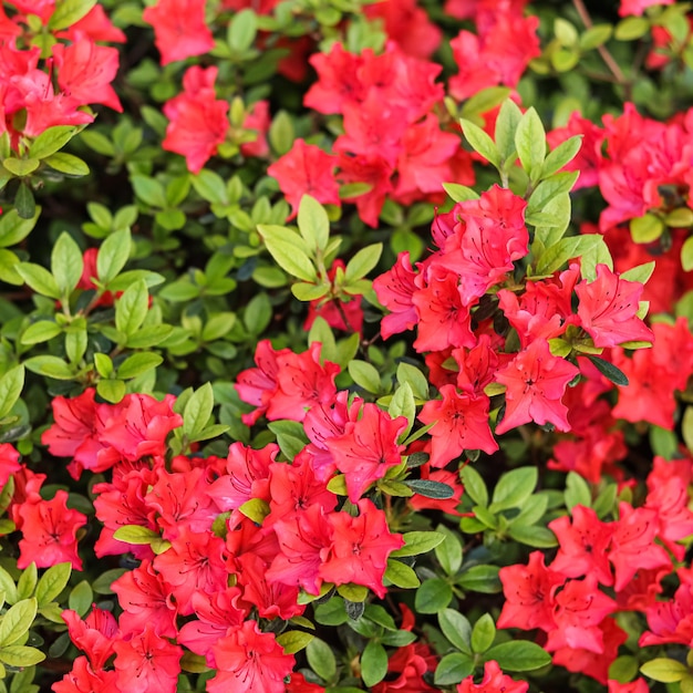 Florescendo flores de azaleia vermelhas no jardim da primavera Conceito de jardinagem