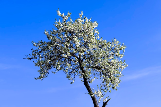 Florescendo flores de cerejeira brancas na primavera