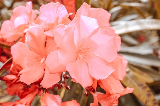 Florescendo flores de oleandro rosa