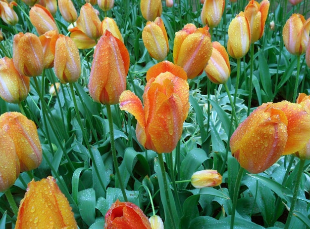 Florescendo flores de tulipa de cor dois tons laranja e amarela no chuveiro de primavera