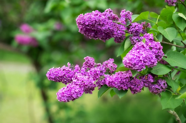 Florescendo flores lilás roxas e violetas.