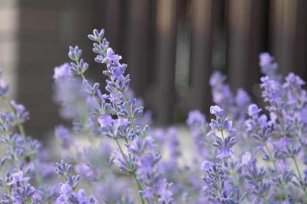 Florescendo flores roxas em um campo de lavanda ao pôr do sol