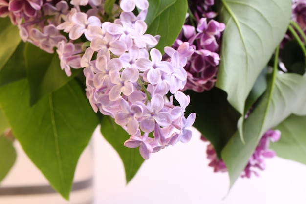 Florescendo foco seletivo de ramo de árvore lilás suave borrão tonificado foto flor de primavera