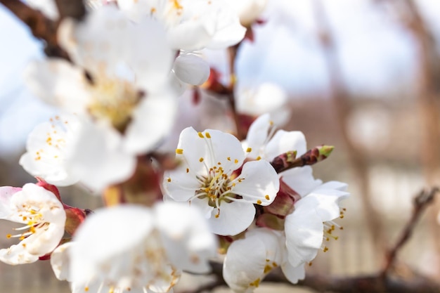 Florescendo galhos de árvores frutíferas com flores brancas linda foto de fundo