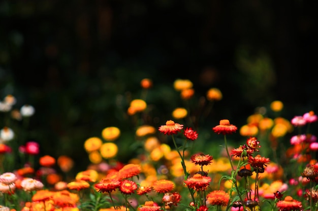 Florescendo Helichrysum bracteatum Willdflowers ou flores eternas é campo de agricultura