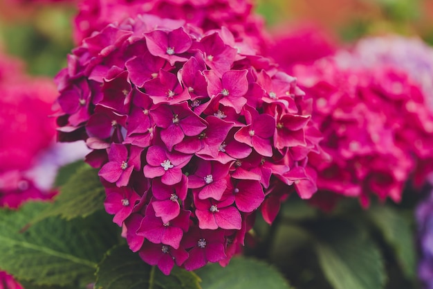 Florescendo hortênsia rosa ou hortênsia no jardim