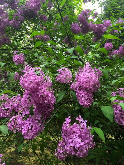 Florescendo lilás roxo no jardim Closeup Location vertical