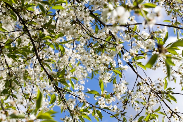 Florescendo lindas árvores frutíferas reais na primavera no pomar, close-up e detalhes de plantas em flor