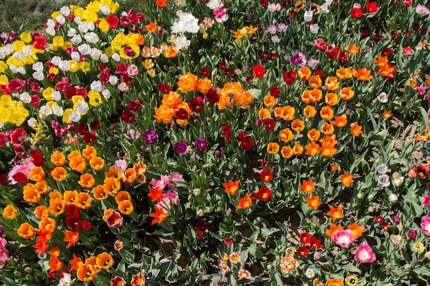 Florescendo lindas flores naturais coloridas em vista