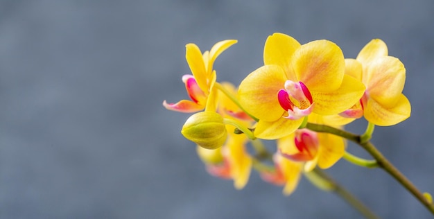 Florescendo lindas orquídeas amarelas Hobbies floricultura flores em casa plantas de casa