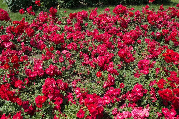 Florescendo lindas rosas coloridas como fundo floral