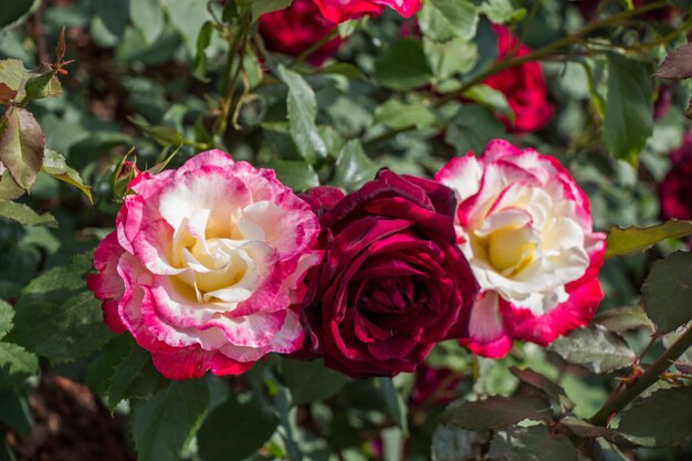 Florescendo lindas rosas coloridas no jardim