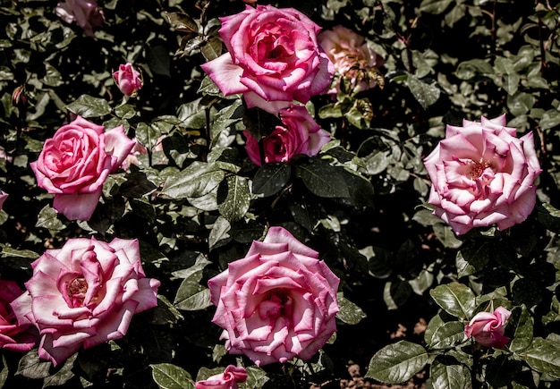 Florescendo lindas rosas coloridas no jardim