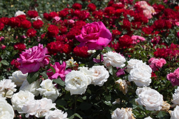 Florescendo lindas rosas coloridas no jardim