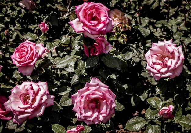 Florescendo lindas rosas coloridas no jardim