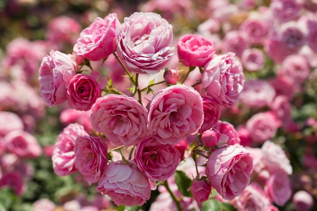 Florescendo lindo buquê de rosas no jardim