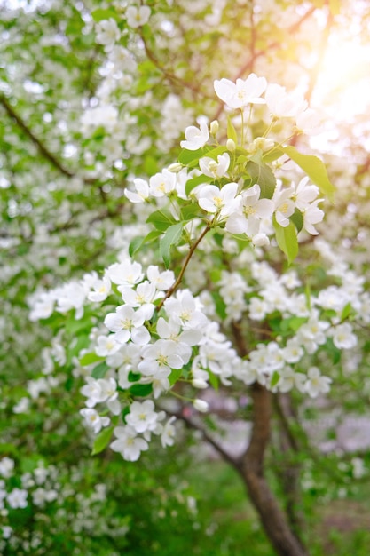 Florescendo macieira coberta com flores brancas dia de primavera brilhante