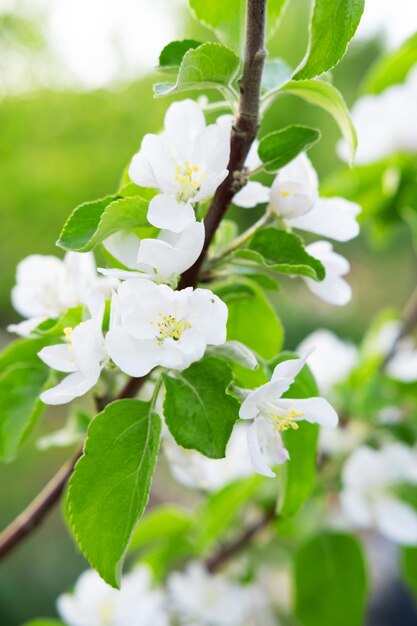 Florescendo macieira Flores da primavera na árvore Fundo natural