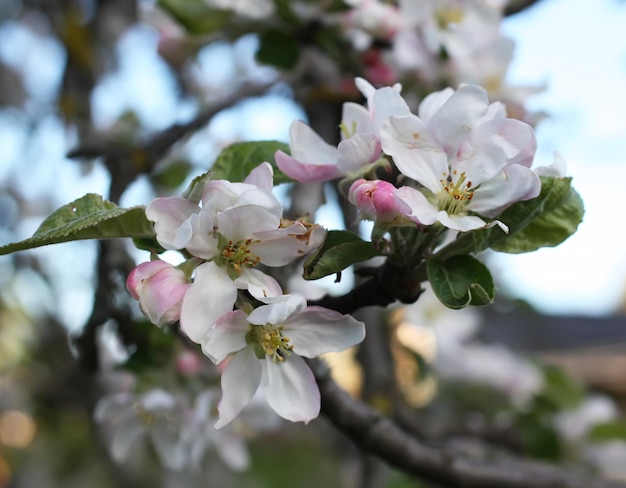 Florescendo macieira na primavera ao ar livre