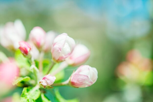 Florescendo macieira na primavera. Fundo desfocado da natureza