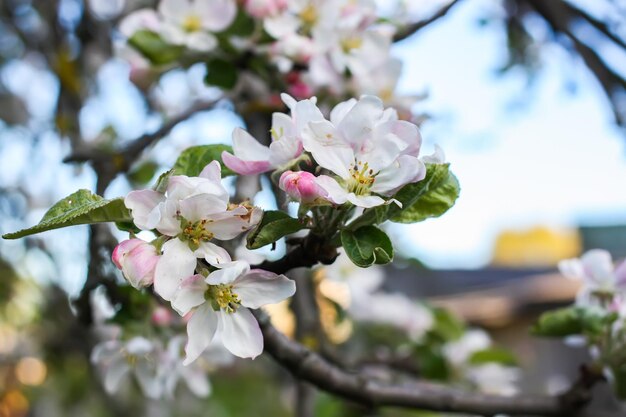 Florescendo macieira na primavera na zona rural