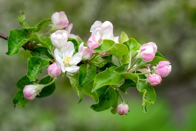 Florescendo macieira na primavera Natureza da primavera