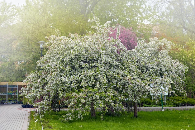 Florescendo macieira no jardim de primavera da manhã Manhã de neblina no parque