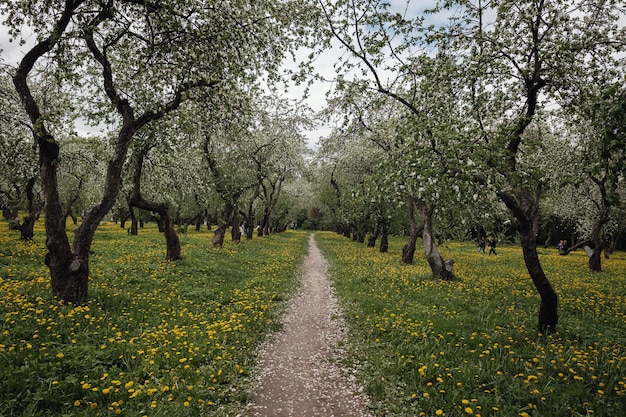 Florescendo macieiras entre um campo de dentes de leão