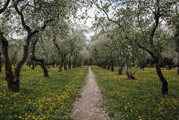 Florescendo macieiras entre um campo de dentes de leão